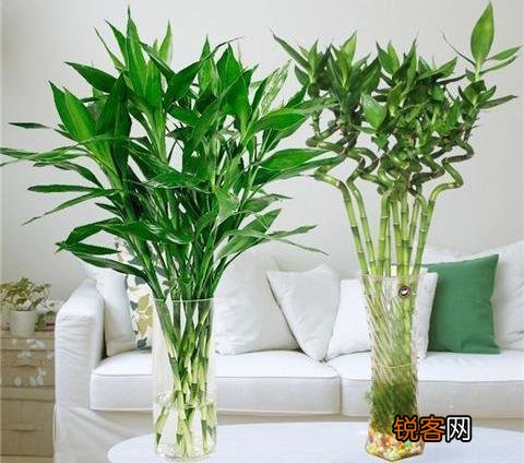 富贵竹怎么养？放在水瓶还是花盆里？