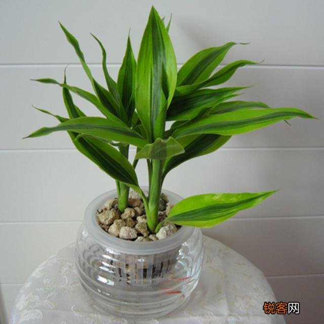 富贵竹怎么养？放在水瓶还是花盆里？