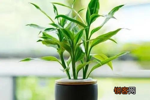 富贵竹怎么养？放在水瓶还是花盆里？
