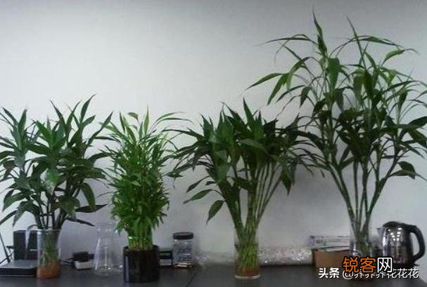 富贵竹怎么养？放在水瓶还是花盆里？