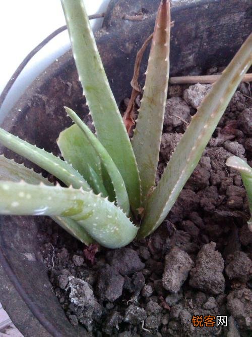 芦荟涂脸的正确方法是什么？