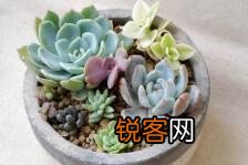 多肉怎么慢慢的都烂了？