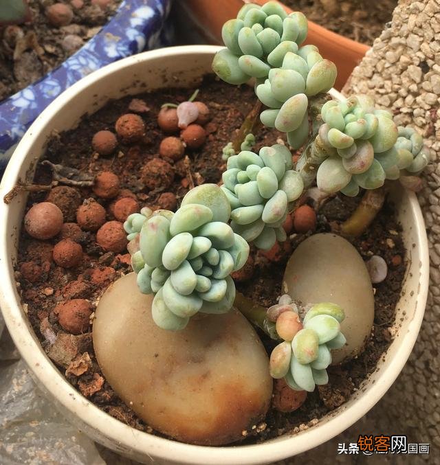 多肉怎么慢慢的都烂了？