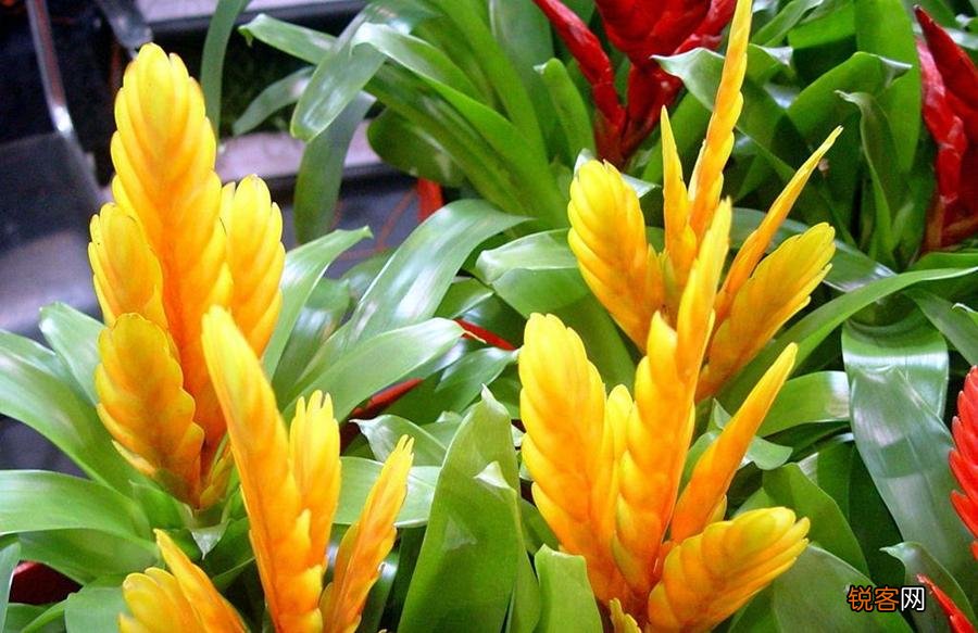 凤梨科植物大盘点 盘点5种各有特色的凤梨花