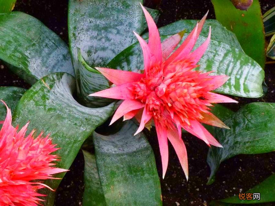 凤梨科植物大盘点 盘点5种各有特色的凤梨花