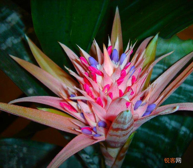凤梨科植物大盘点 盘点5种各有特色的凤梨花