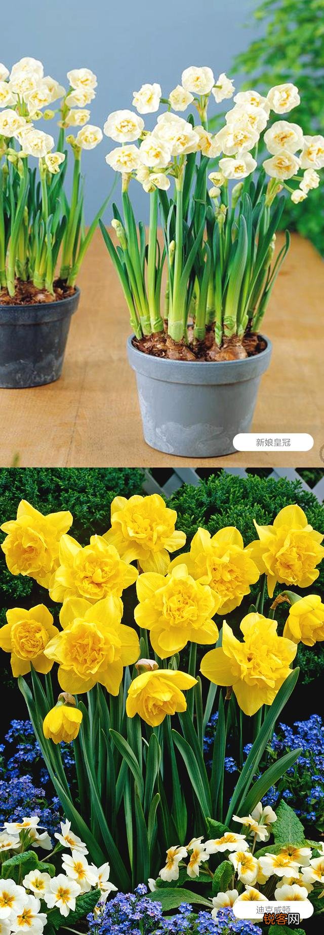 水仙花盆栽怎么养？
