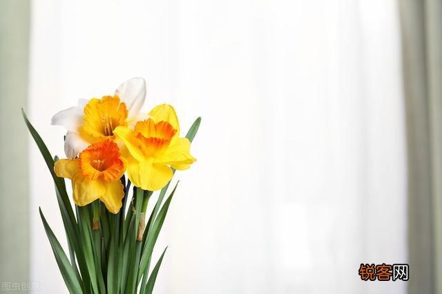 水仙花盆栽怎么养？