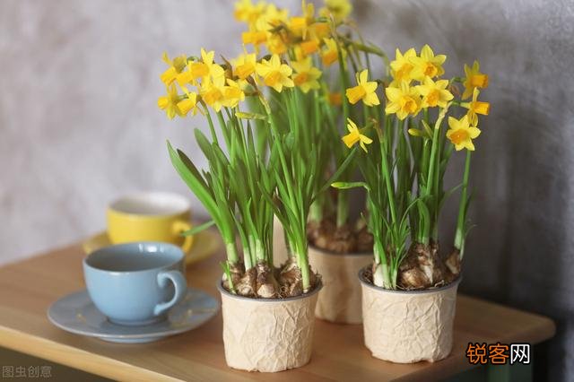 水仙花盆栽怎么养？
