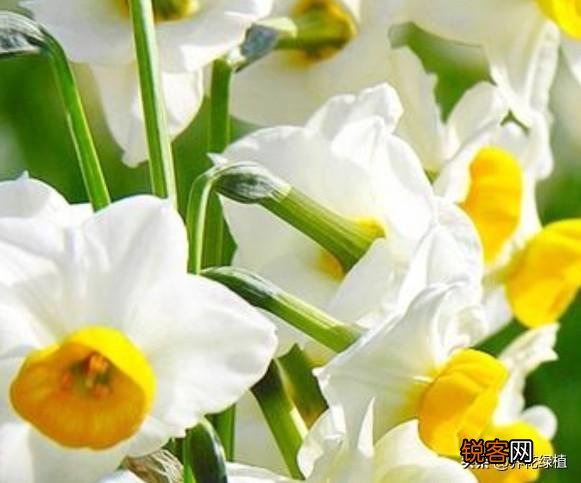 水仙花盆栽怎么养？