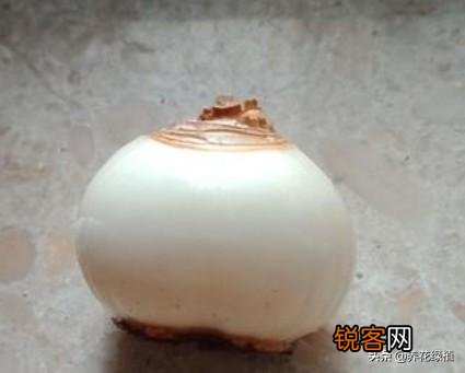 水仙花盆栽怎么养？