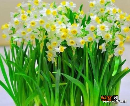 水仙花盆栽怎么养？