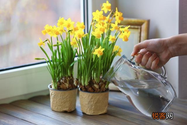 水仙花盆栽怎么养？