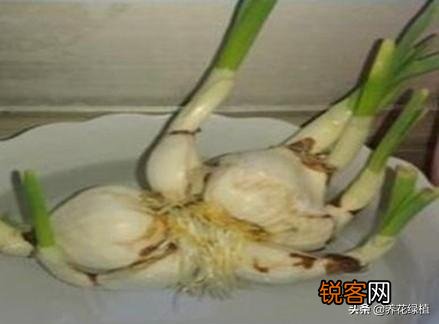 水仙花盆栽怎么养？