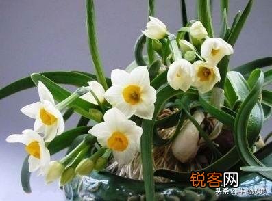 水仙花盆栽怎么养？