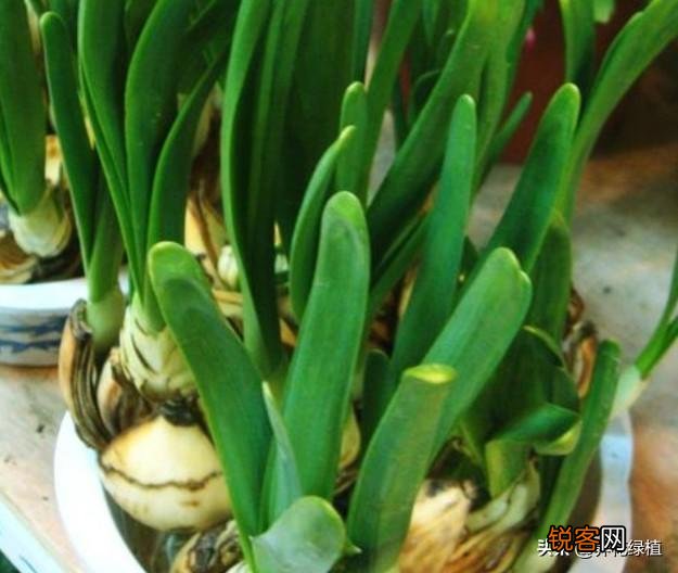 水仙花盆栽怎么养？
