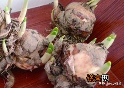 水仙花盆栽怎么养？