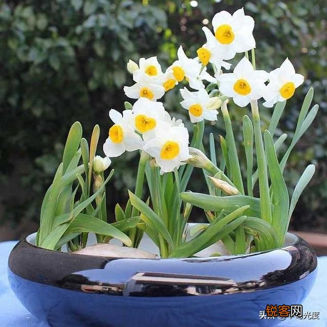 水仙花盆栽怎么养？
