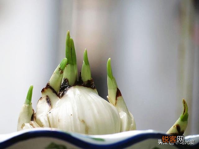 水仙花盆栽怎么养？