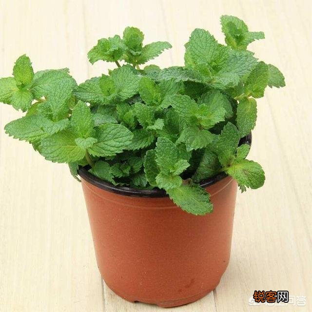 薄荷该如何种植？
