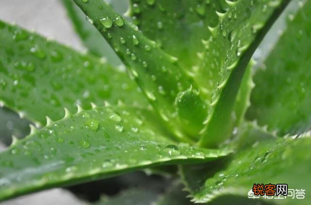 俗语讲“花开富贵,荟保平安”,如何去养好一盆芦荟？