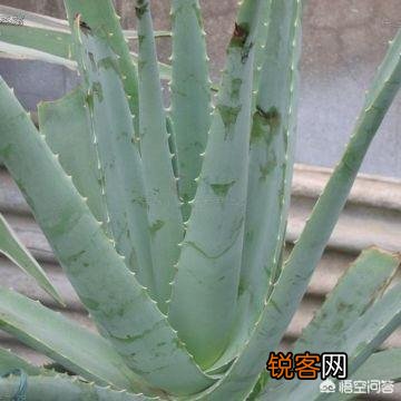 俗语讲“花开富贵,荟保平安”,如何去养好一盆芦荟？