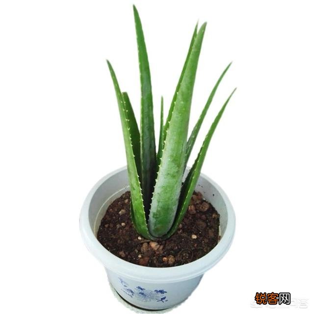 俗语讲“花开富贵,荟保平安”,如何去养好一盆芦荟？