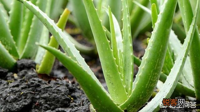 俗语讲“花开富贵,荟保平安”,如何去养好一盆芦荟？