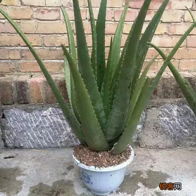 俗语讲“花开富贵,荟保平安”,如何去养好一盆芦荟？