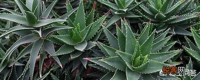 俗语讲“花开富贵,荟保平安”,如何去养好一盆芦荟？