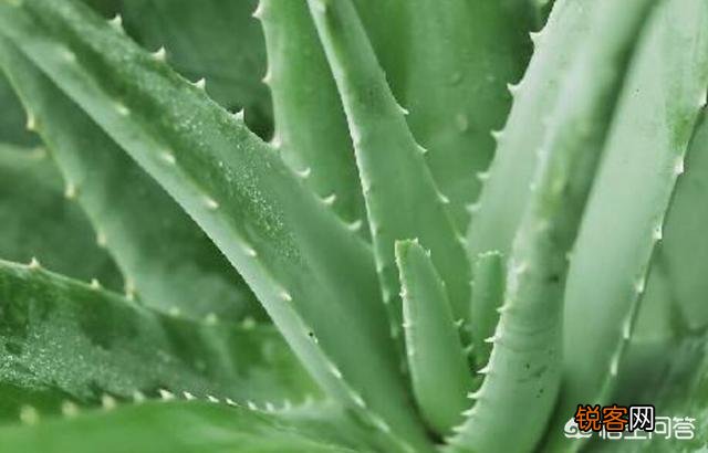 俗语讲“花开富贵,荟保平安”,如何去养好一盆芦荟？