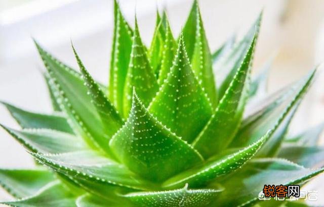 俗语讲“花开富贵,荟保平安”,如何去养好一盆芦荟？