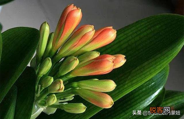 有谁能告诉我,君子兰怎么养？