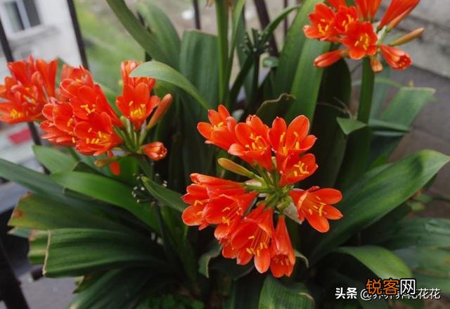 有谁能告诉我,君子兰怎么养？