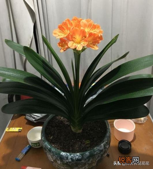 有谁能告诉我,君子兰怎么养？