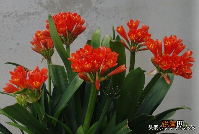 有谁能告诉我,君子兰怎么养？
