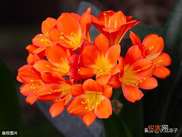 有谁能告诉我,君子兰怎么养？