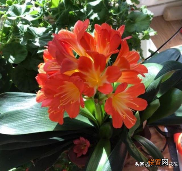 有谁能告诉我,君子兰怎么养？