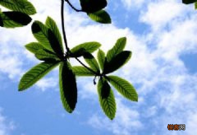 枇杷叶能治咳嗽吗 枇杷叶能和梨一起煮吗