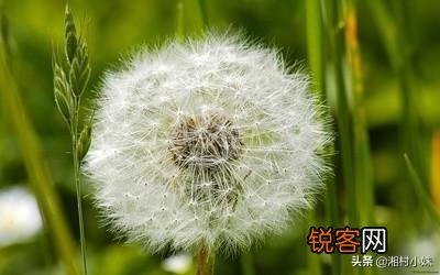 蒲公英种植方法是怎样的？