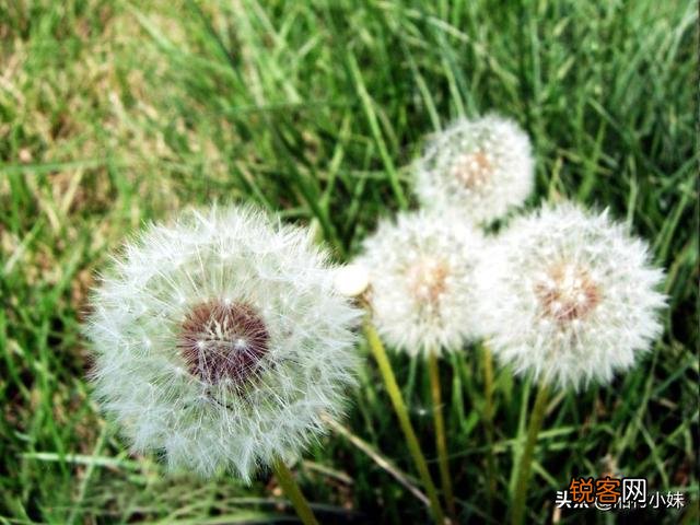 蒲公英种植方法是怎样的？