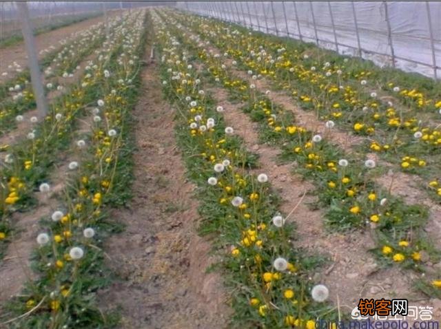蒲公英种植方法是怎样的？