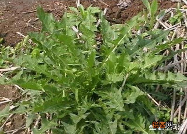 蒲公英种植方法是怎样的？