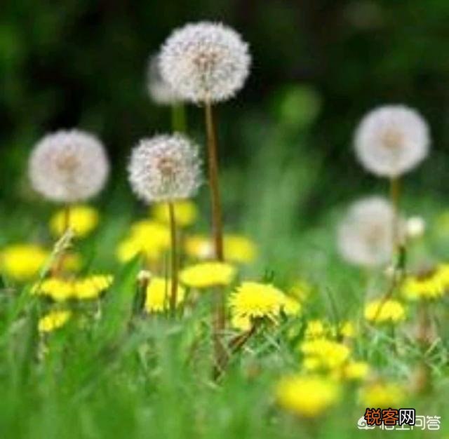 蒲公英种植方法是怎样的？