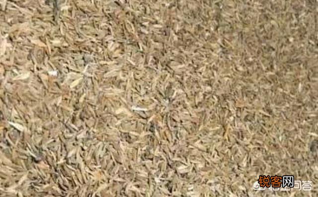 蒲公英种植方法是怎样的？