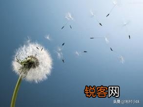 蒲公英种植方法是怎样的？