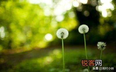 蒲公英种植方法是怎样的？