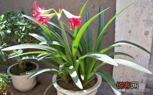 朱顶红很鲜艳,在家里怎么养呢？