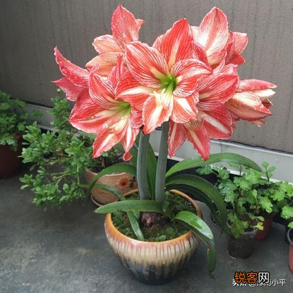 朱顶红很鲜艳,在家里怎么养呢？