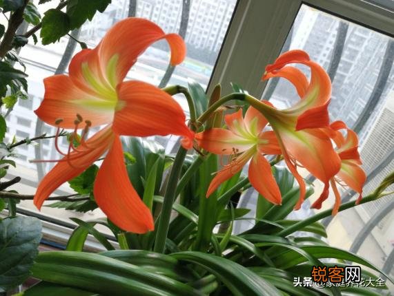 朱顶红很鲜艳,在家里怎么养呢？